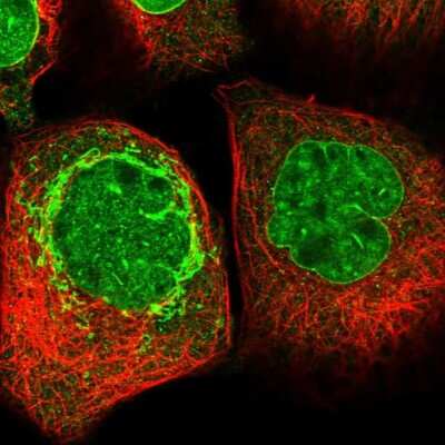 Immunocytochemistry/ Immunofluorescence: AIBZIP Antibody [NBP1-90205]