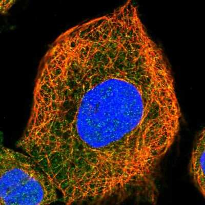 Immunocytochemistry/ Immunofluorescence: AIDA Antibody [NBP1-88323]
