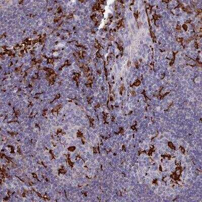 Immunohistochemistry-Paraffin: AIF-1/Iba1 Antibody [NBP2-14276]