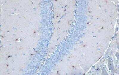 Immunohistochemistry-Paraffin: AIF-1/Iba1 Antibody [NBP2-16908]