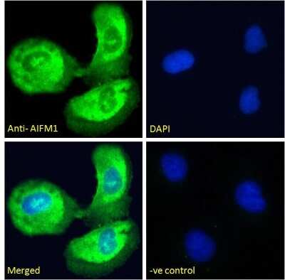 Immunocytochemistry/ Immunofluorescence: AIF Antibody [NBP2-42496]