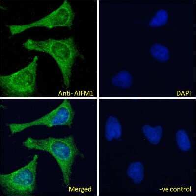 Immunocytochemistry/ Immunofluorescence: AIF Antibody [NBP2-42509]
