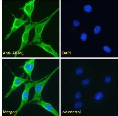 Immunocytochemistry/ Immunofluorescence: AIF Antibody [NBP2-42509]