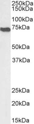 Western Blot: AIF Antibody [NBP2-42496]