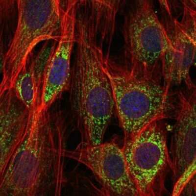Immunocytochemistry/ Immunofluorescence: AIF Antibody (4E7)BSA Free [NBP2-37577]