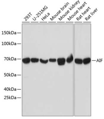 Western Blot: AIF Antibody (5F0Y1) [NBP3-15759]