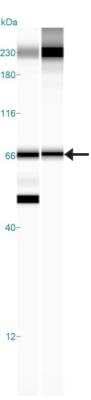 Simple Western: AIF Antibody [NBP2-27177]
