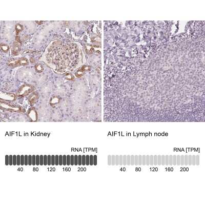 Immunohistochemistry-Paraffin: AIF1L Antibody [NBP2-38808]