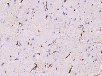 Immunohistochemistry-Paraffin: AIF1L Antibody [NBP2-97372]