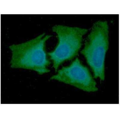 Immunocytochemistry/ Immunofluorescence: AK2 Antibody (AT7E7) - BSA Free [NBP2-50575]