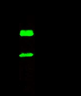 Immunoprecipitation: AK2 Antibody [NBP2-99896]