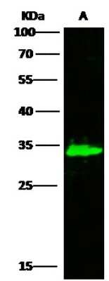 Western Blot: AK2 Antibody [NBP2-99896]