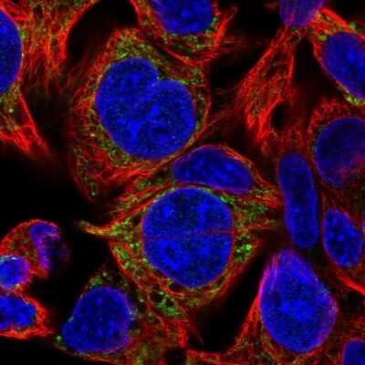 Immunocytochemistry/ Immunofluorescence: AK3L1 Antibody [NBP2-47553]