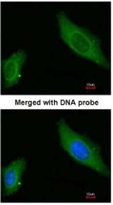 Immunocytochemistry/ Immunofluorescence: AKAP12 Antibody [NBP1-31482]