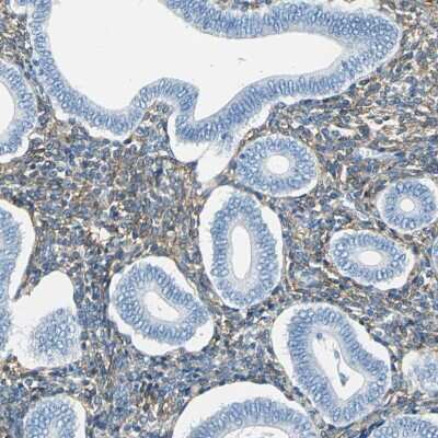 Immunohistochemistry-Paraffin: AKAP12 Antibody [NBP1-89168]