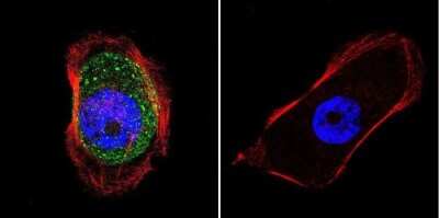 Immunocytochemistry/ Immunofluorescence: AKAP9 Antibody (17G10) [NB100-74351]