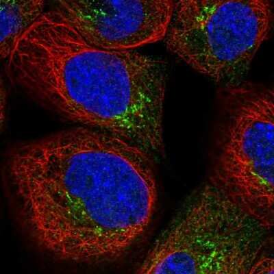 Immunocytochemistry/ Immunofluorescence: AKAP9 Antibody [NBP1-89166]