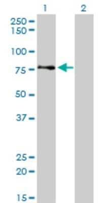Western Blot: AKAP95/AKAP8 Antibody (3D4) [H00010270-M01]