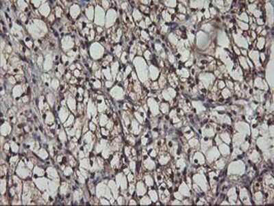 Immunohistochemistry-Paraffin: AKT1 Antibody (OTI4D6) [NBP2-01724]