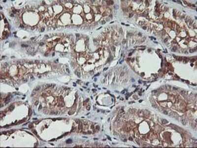 Immunohistochemistry-Paraffin: AKT1 Antibody (OTI4D6) [NBP2-01724]