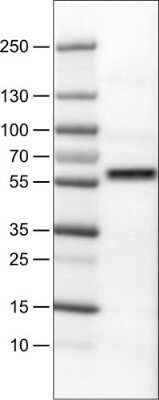 Western Blot: AKT1 Antibody (CL0887) [NBP2-52956]