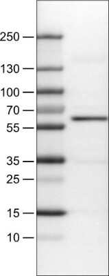 Western Blot: AKT1 Antibody (CL0899) [NBP2-52957]