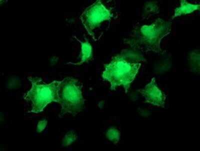 Immunocytochemistry/ Immunofluorescence: AKT1 Antibody (OTI4D6) - Azide and BSA Free [NBP2-70135]