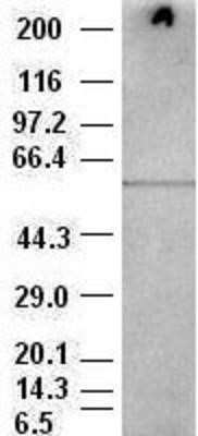 Western Blot: AKT3 Antibody (OTI9B2)Azide and BSA Free [NBP2-71528]