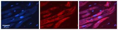 Immunohistochemistry: ALAD Antibody [NBP1-56508]