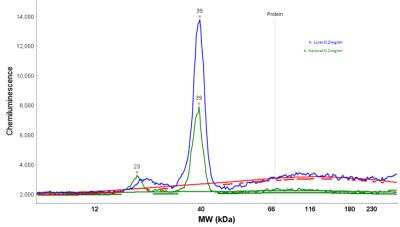 Simple Western: ALAD Antibody [NBP1-89158]