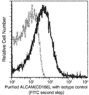 Flow Cytometry: ALCAM/CD166 Antibody (311) [NBP2-90346]