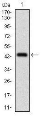 Western Blot: ALCAM/CD166 Antibody (4H9A5)BSA Free [NBP2-37345]