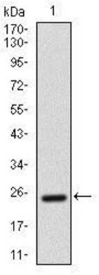 Western Blot: ALCAM/CD166 Antibody (5B3)BSA Free [NBP2-22211]
