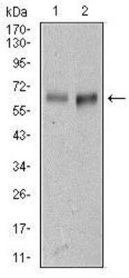 Western Blot: ALCAM/CD166 Antibody (5B3)BSA Free [NBP2-22211]