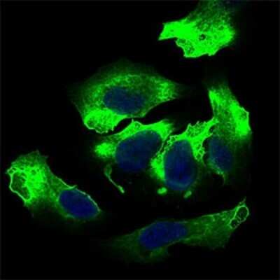 Immunocytochemistry/ Immunofluorescence: ALCAM/CD166 Antibody (8E12C7) - BSA Free [NBP2-37358]