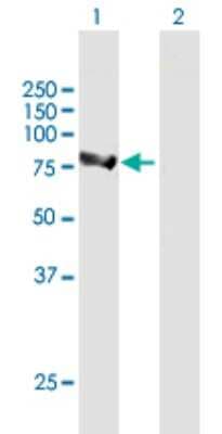 Western Blot: ALDH16A1 Antibody [H00126133-B01P]