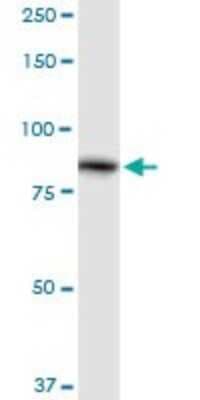 Western Blot: ALDH16A1 Antibody [H00126133-D01P]