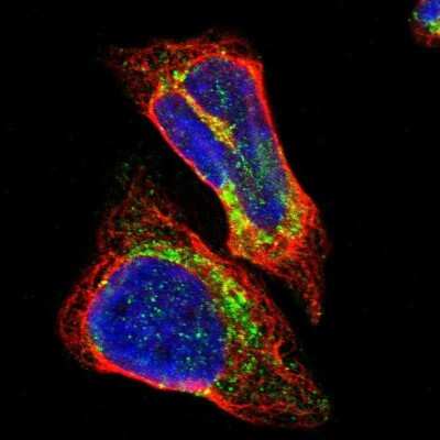 Immunocytochemistry/ Immunofluorescence: ALDH18A1 Antibody [NBP1-83324]