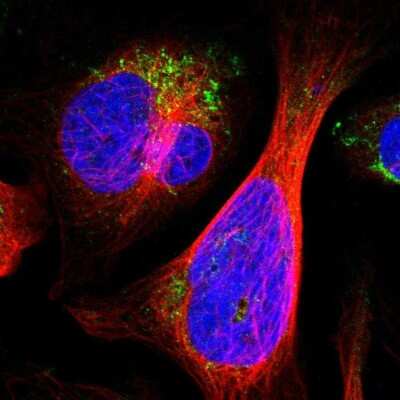 Immunocytochemistry/ Immunofluorescence: ALDH18A1 Antibody [NBP1-83325]