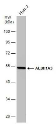 Western Blot: ALDH1A3 Antibody (GT926) [NBP3-13570]