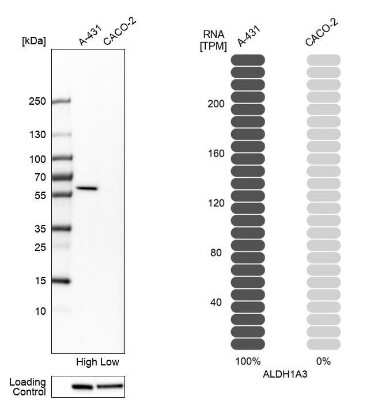 Western Blot: ALDH1A3 Antibody [NBP1-91657]