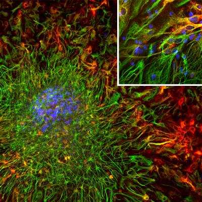 Immunocytochemistry/ Immunofluorescence: ALDH1L1 Antibody (2E7) [NBP2-50033]