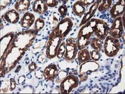 Immunohistochemistry-Paraffin: ALDH1L1 Antibody (OTI3D2) [NBP2-03143]