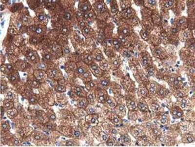 Immunohistochemistry-Paraffin: ALDH1L1 Antibody (OTI3D2) [NBP2-03143]