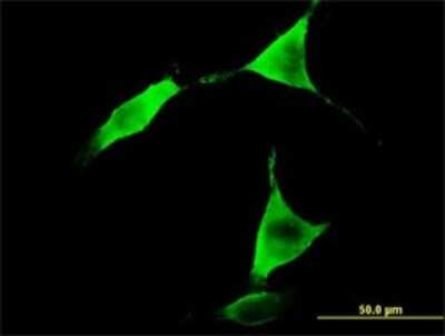 Immunocytochemistry/ Immunofluorescence: ALDH1L1 Antibody (3E9) [H00010840-M01]