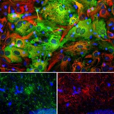 Immunocytochemistry/ Immunofluorescence: ALDH1L1 Antibody (4A12) [NBP2-50045]