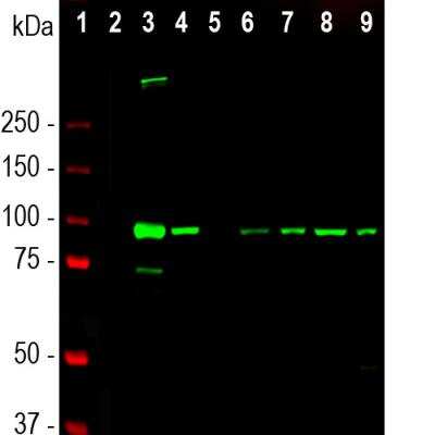Western Blot: ALDH1L1 Antibody (4A12) [NBP2-50045]