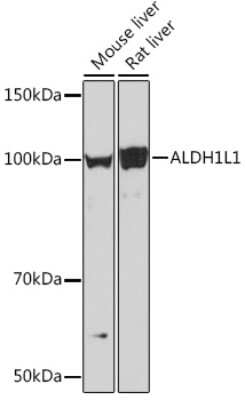 Western Blot: ALDH1L1 Antibody (6H10Y3) [NBP3-16658]