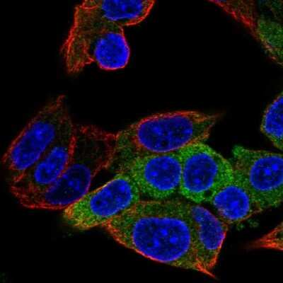 Immunocytochemistry/ Immunofluorescence: ALDH1L1 Antibody [NBP2-55574]
