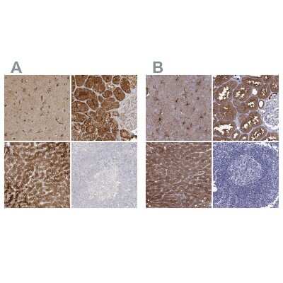 Immunohistochemistry-Paraffin: ALDH1L1 Antibody [NBP1-89414]